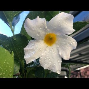 Meet your Posher, Wanda